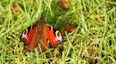 Peacock_on_the_grass_800.jpg