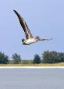 Pelican.jpg