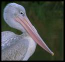 Pelican2.jpg