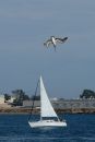 Pelican_Diving_ARC_1928_web_700h.jpg