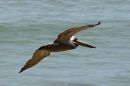Pelican_in_Flight_web1000_DSC_1618.jpg