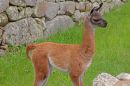 Peru_0427A.jpg