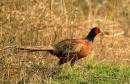 Pheasant-2.jpg