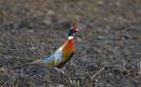 Pheasant-3.jpg