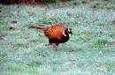 Pheasant11.jpg