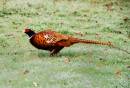 Pheasant2.jpg