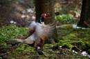 Pheasant3.jpg