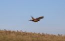 Pheasant_Phasianus_colchicus_10-10-2019.jpg