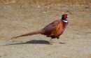 Pheasant_Phasianus_colchicus_15-4-2016_1.jpg
