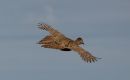 Pheasant_Phasianus_colchicus_15-4-2016_2.jpg