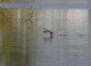 Pie_Billed_Grebe_on_the_run2_ALP_Apr08.jpg