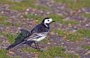 Pied-Wagtail-_-Fly-Web.jpg