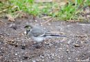 Pied_Wagtail_-_Motacilla_alba_yarellii_2.jpg