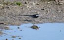 Pied_Wagtail_Motacilla_Alba_26-3-2020.jpg