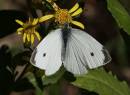 Pieris_rapae.jpg