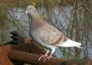 Pigeon-_008_2_.jpg
