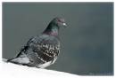 Pigeon2-3357.jpg