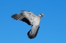 Pigeon5.jpg