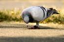 Pigeon_2.jpg