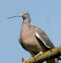 Pigeon_Olives.jpg