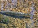 Pike-03.jpg