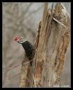 Pileated10-5152.jpg