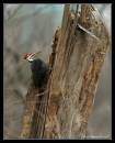 Pileated12-5168.jpg