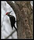 Pileated3-5034.jpg