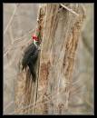 Pileated45121.jpg