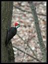 Pileated6-4904.jpg