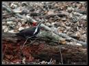 Pileated7-4896.jpg