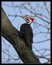 PileatedWoodpecker1-4746.jpg