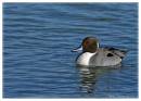 Pintail6-3498.jpg
