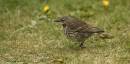 Pipit.jpg