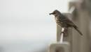 Pipit_on_a_fence_at_Castle_Walk.jpg