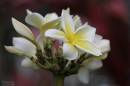 Plumeria.jpg