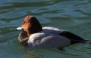 Pochard1.jpg