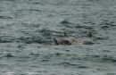 Pod_of_Dolphins_at_Portstewart_17th_July_2013_by_Maureen_Kane.jpg