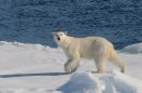 PolarBearLooking.JPG