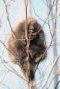 Porcupine.JPG