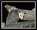Possum-08-27-10_3828_bf.jpg