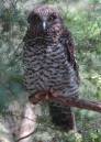 Powerful_Owl_001.jpg