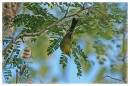 PrairieWarbler2.jpg