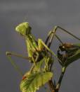 Praying_Mantis_2.jpg