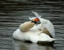 Preening-1.jpg