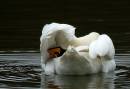 Preening-2.jpg