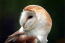 Profile-of-Barn-Owl.jpg