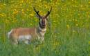 Pronghorn_2.jpg