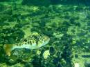 Puffer_fish_850_sw.jpg