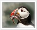 Puffin-Portrait.jpg